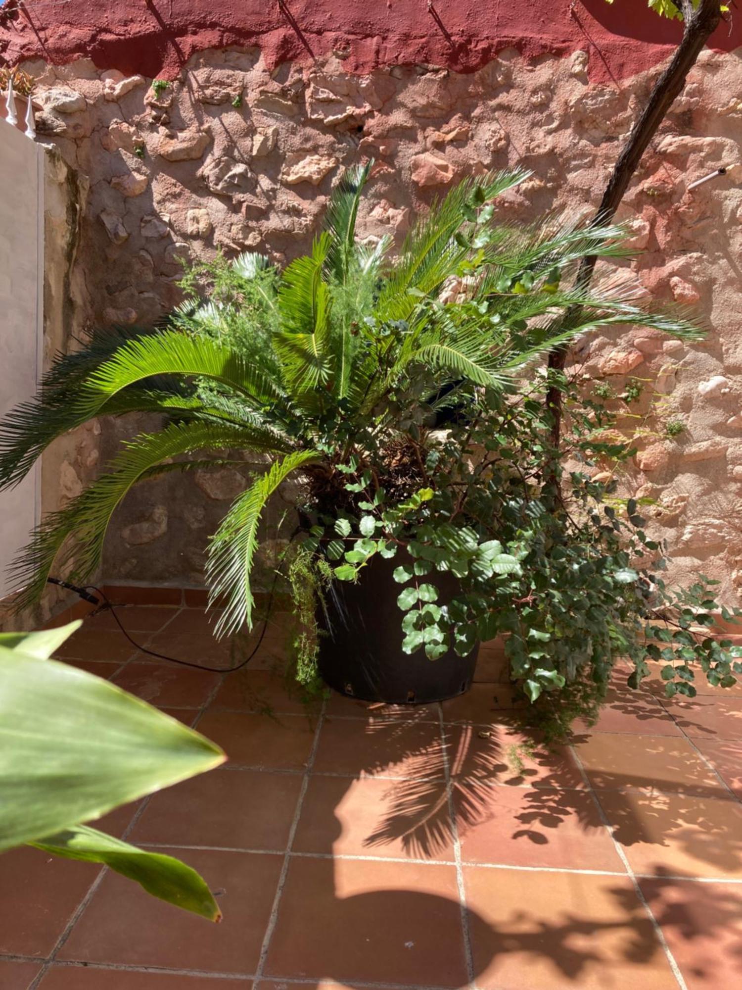 Casa Gallinera Benissiva Exterior foto
